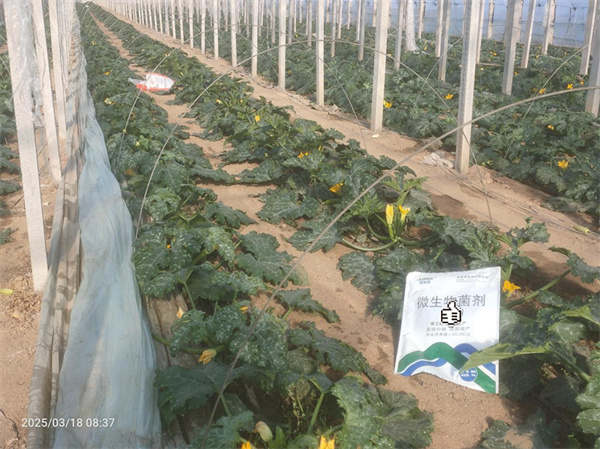 葫芦种植-爱施蔓蔓叶微生物菌剂