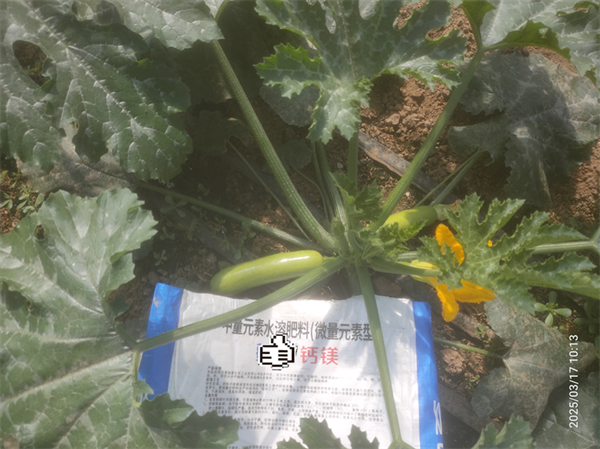 葫芦种植-爱施蔓蔓叶钙镁肥