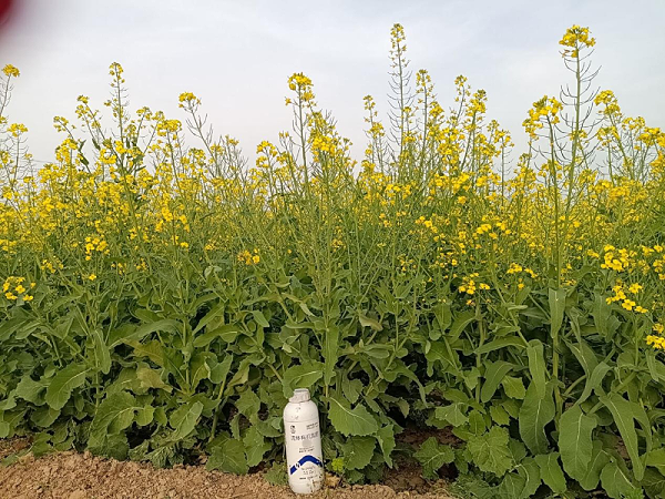 油菜施肥—爱施蔓蔓叶流体有机氮肥