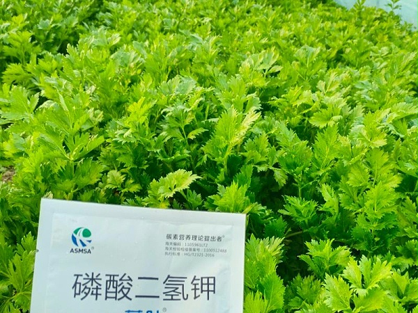 芹菜施肥-蔓叶磷酸二氢钾