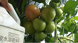 暖棚西红柿用什么水溶肥好？