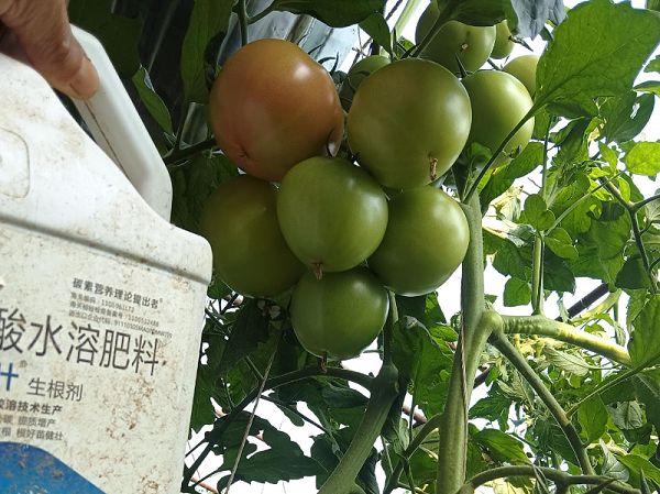 西红柿种植-爱施蔓蔓叶生根剂