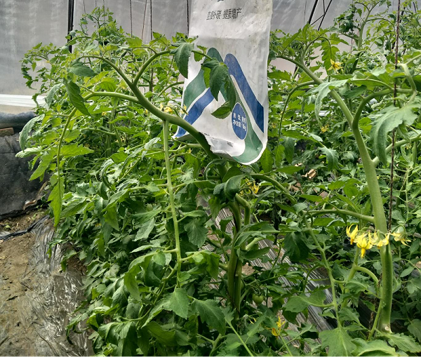 西红柿种植-爱施蔓蔓叶微生物菌剂