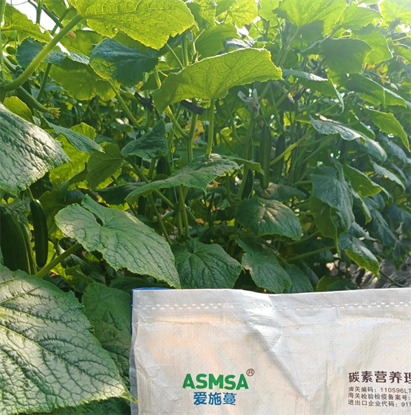 黄瓜施肥-爱施蔓蔓叶水溶肥 