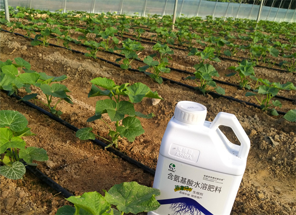 黄瓜施肥-爱施蔓蔓叶水溶肥