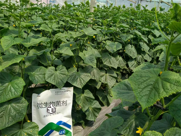 黄瓜种植-爱施蔓蔓叶微生物菌剂