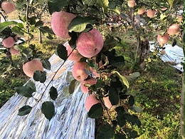 大量元素水溶肥对苹果的效果