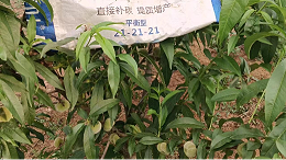 桃树种植施什么肥料