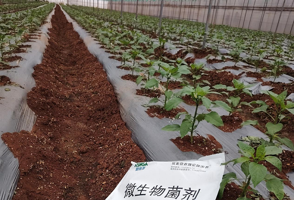 辣椒施肥-蔓叶微生物菌剂