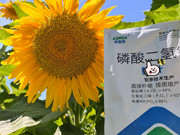 葵花施肥-蔓叶磷酸二氢钾