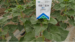 葵花种植抓住施肥关键期，丰产又增收