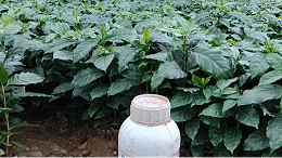 咖啡苗用什么叶面肥长势更健壮