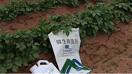 微生物菌剂——土豆种植施肥必备，增产又防病