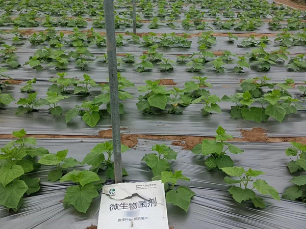 黄瓜施肥-蔓叶微生物菌剂