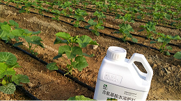 黄瓜定植后管理，稳苗促根壮苗