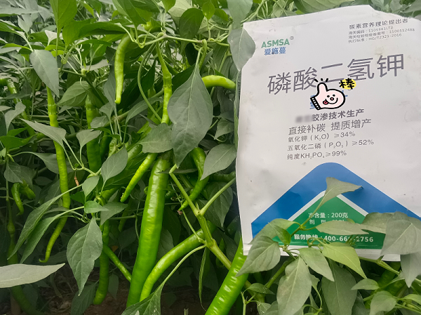 辣椒施肥-蔓叶磷酸二氢钾