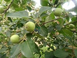 果树使用蔓叶微生物菌剂能解决什么问题？