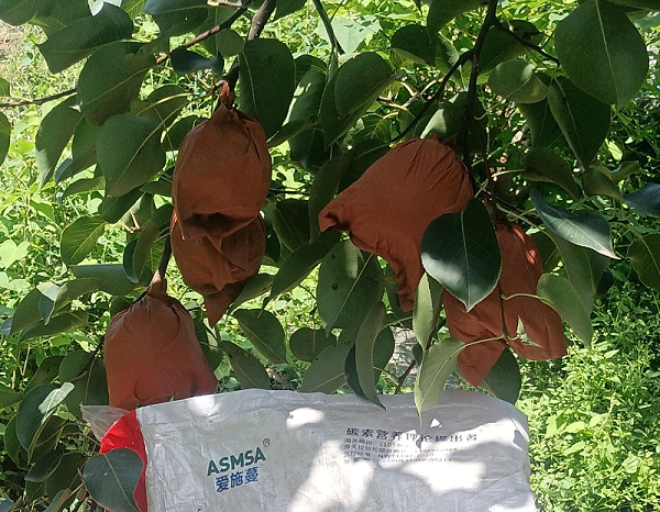 酥梨施肥-蔓叶颗粒水溶肥 酥梨施肥-蔓叶颗粒水溶肥