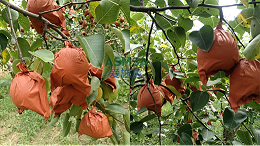 种高品质酥梨，要用对水溶肥