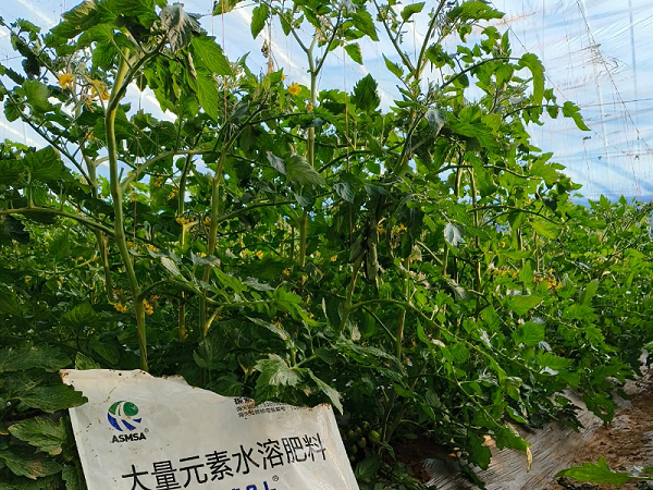 番茄施肥-蔓叶大量元素水溶肥