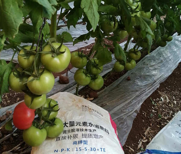 番茄施肥-蔓叶大量元素水溶肥