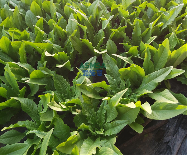 油麦菜施肥-爱施蔓蔓叶水溶肥