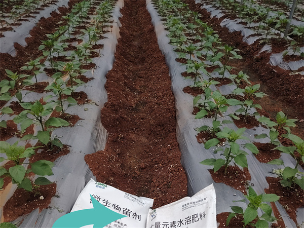 辣椒移栽-爱施蔓蔓叶水溶肥