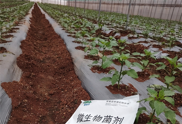 辣椒移栽-爱施蔓蔓叶水溶肥 