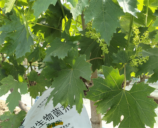 葡萄施肥-爱施蔓蔓叶水溶肥
