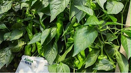 辣椒种植全攻略：从育苗到丰收