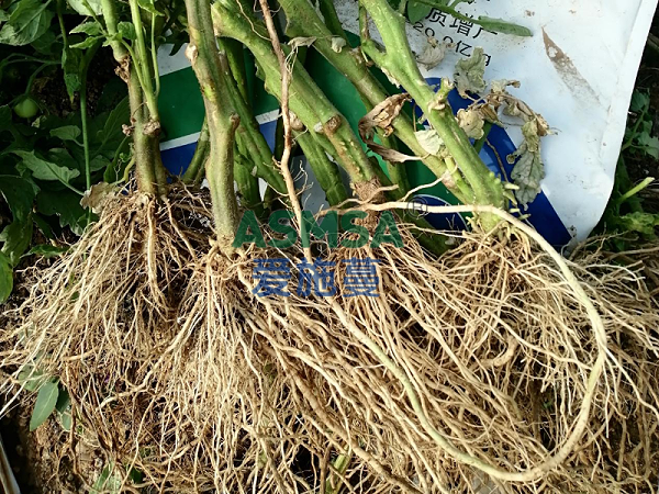 番茄施肥-蔓叶微生物菌剂