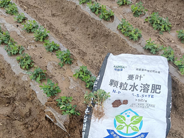 花生施肥-蔓叶颗粒水溶菌肥