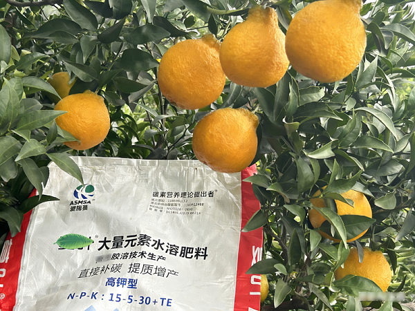 柑橘种植-蔓叶颗粒水溶肥