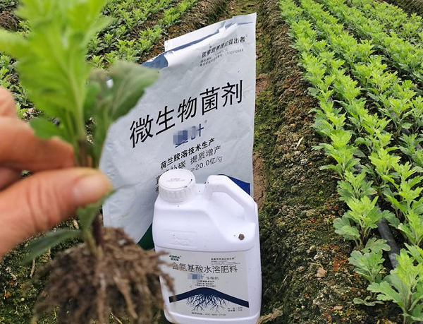 黄瓜种植-爱施蔓蔓叶水溶肥