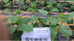 黄瓜苗期定植使用什么肥料好？