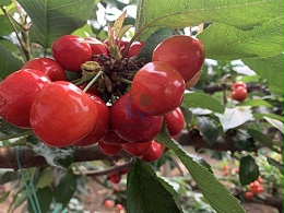 磷酸二氢钾究竟是什么？种植户须知的秘密