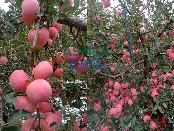 苹果施肥-爱施蔓蔓叶水溶肥