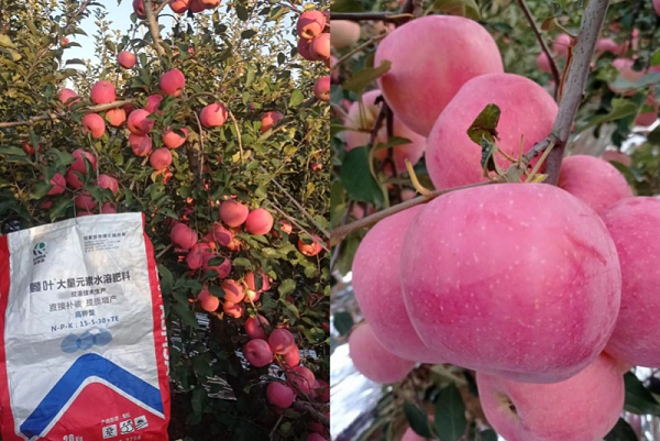 苹果施肥-蔓叶颗粒水溶肥