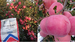 果树冻害不用慌，防重于治