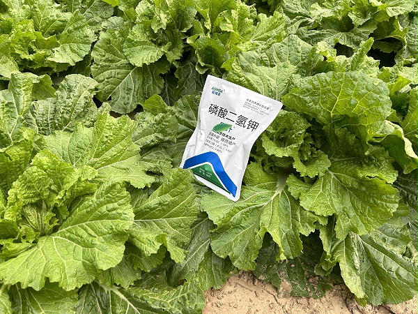 白菜施肥-蔓叶磷酸二氢钾