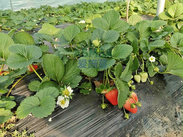 草莓施肥-爱施蔓蔓叶水溶肥