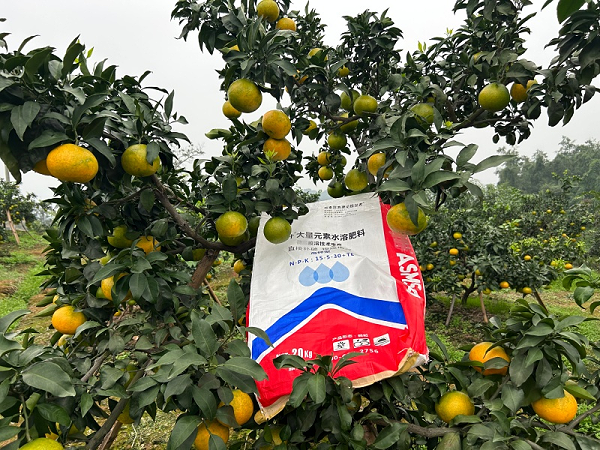 柑橘种植-蔓叶颗粒水溶肥