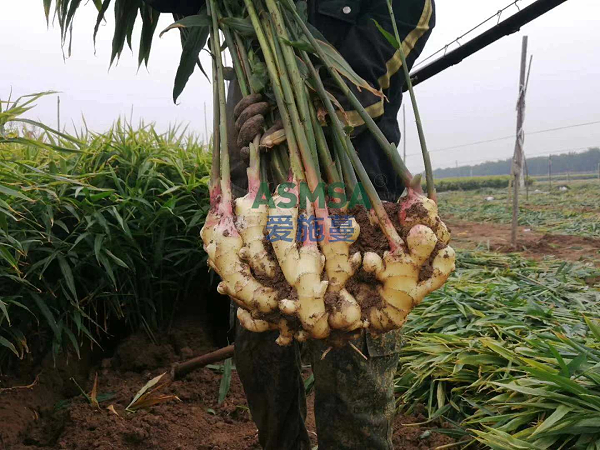 大姜施肥-爱施蔓蔓叶水溶肥