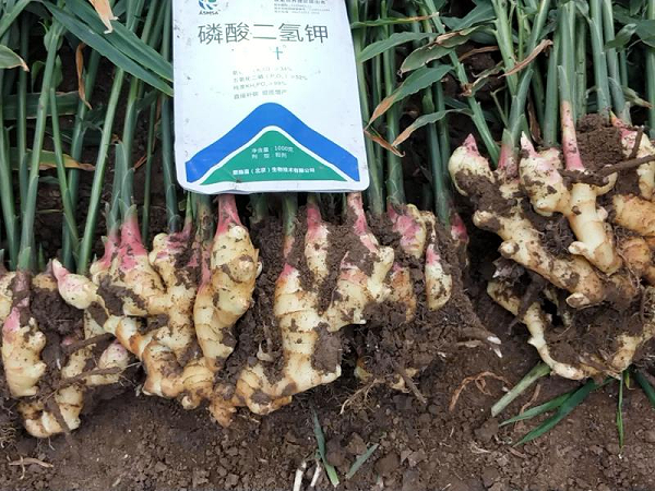 大姜施肥-蔓叶磷酸二氢钾