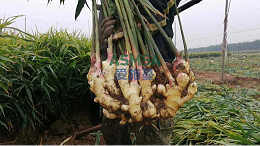 大姜施肥看这里，高产挡不住