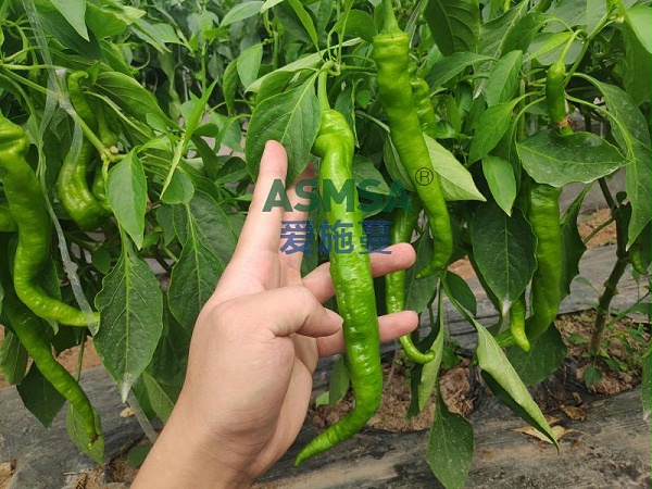 辣椒种植-爱施蔓蔓叶水溶肥