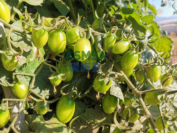 圣女果种植-爱施蔓蔓叶水溶肥