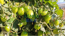 圣女果早衰怎么办？教你延长采收期