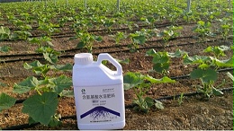 作物总烂根？生根剂来护根