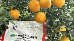 柑橘转色期管理，助力效益提升